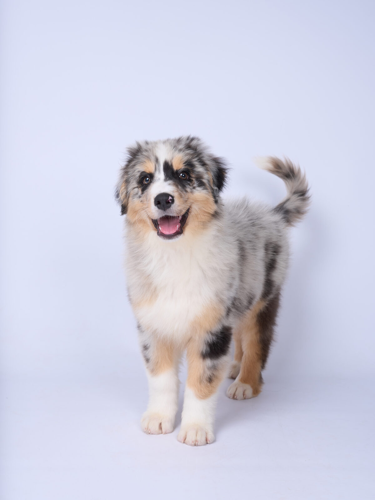 犬のスタジオ写真