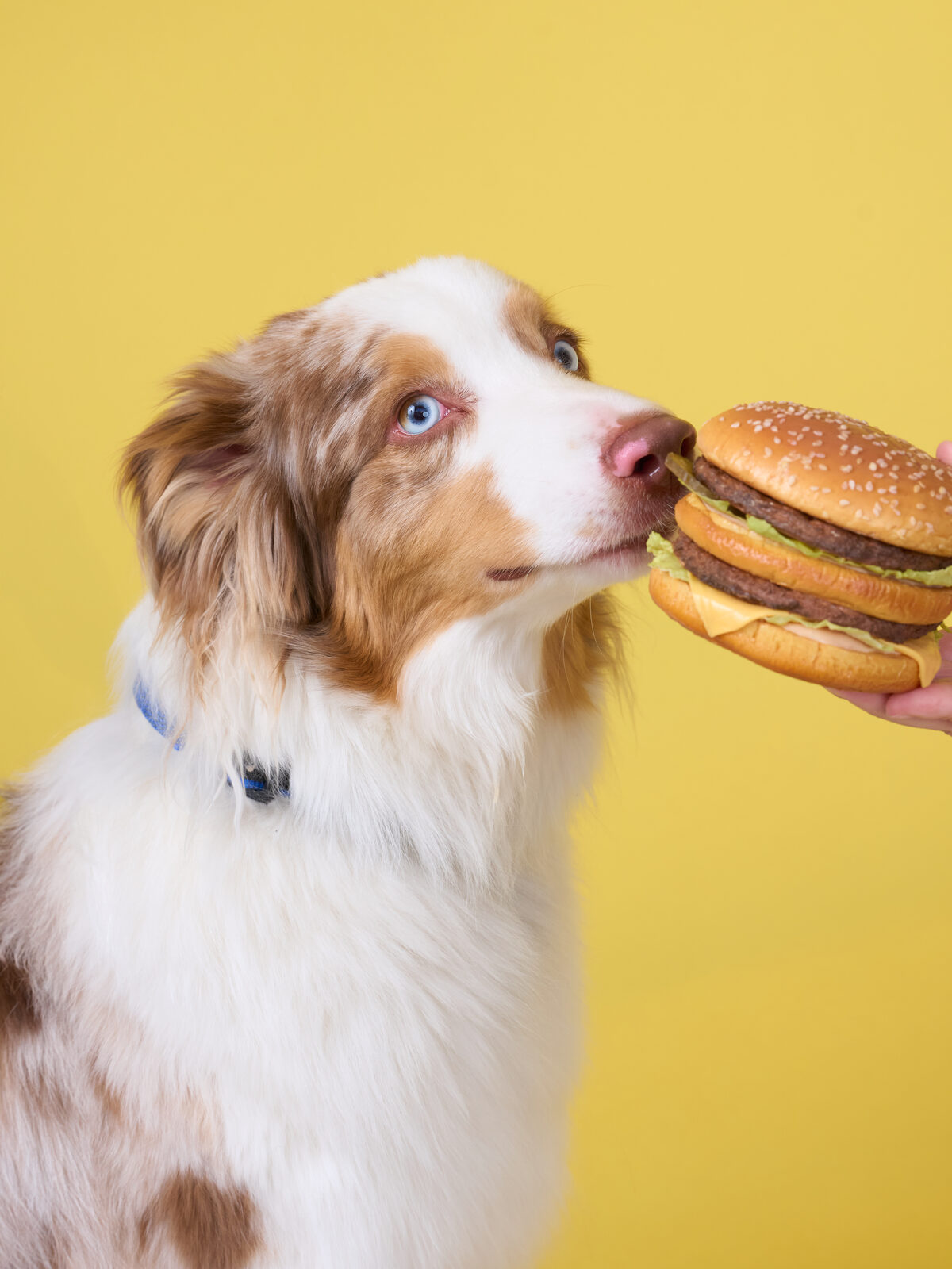 犬のスタジオ写真
