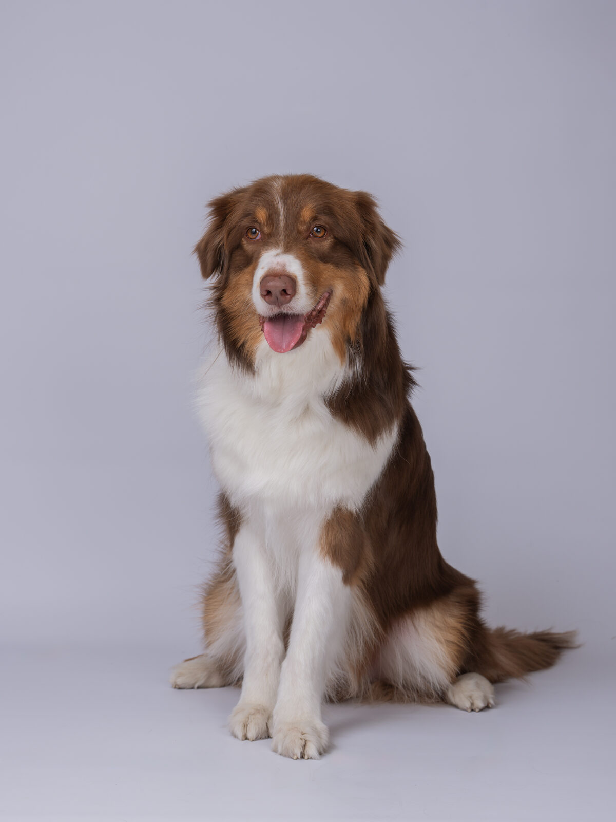 犬のスタジオ写真