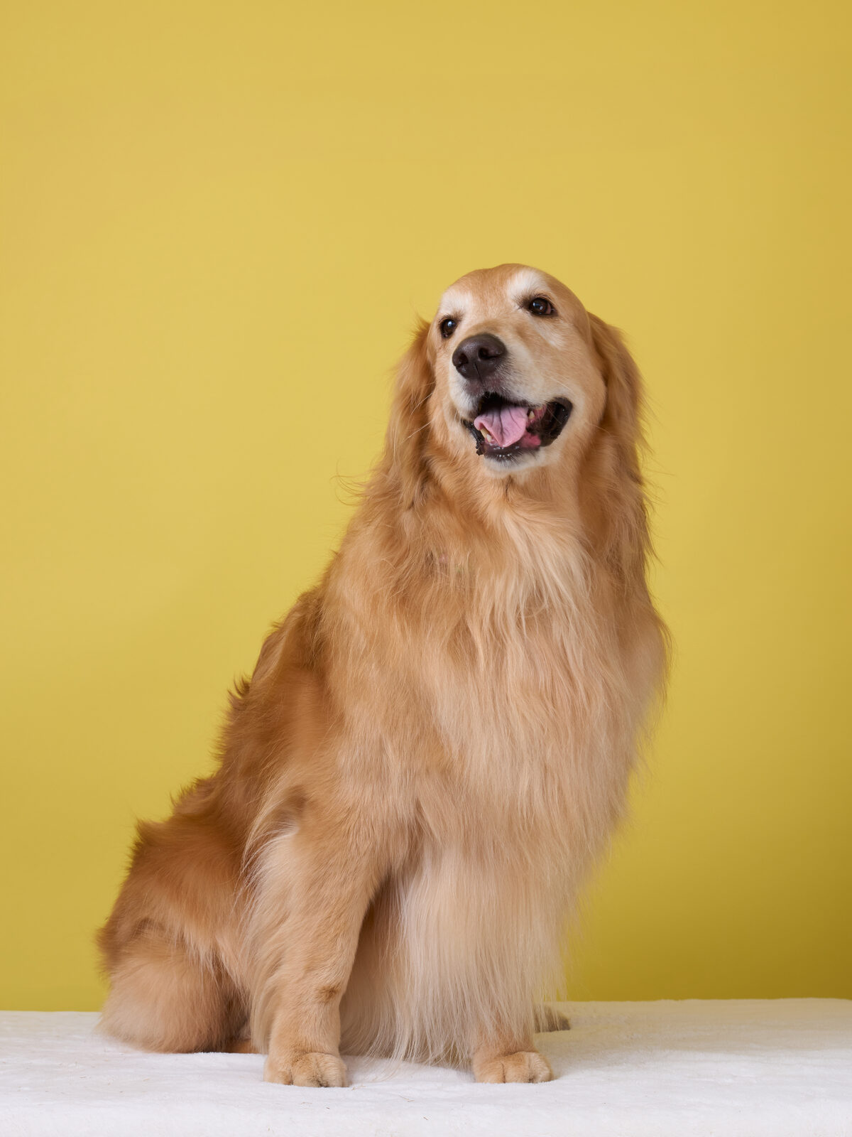 犬のスタジオ写真