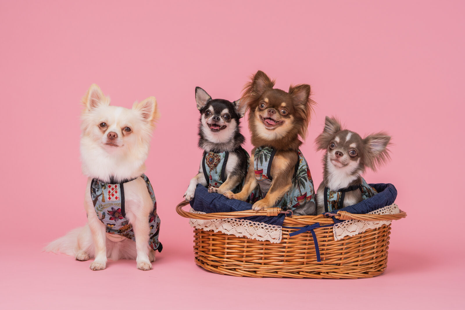 犬のスタジオ写真