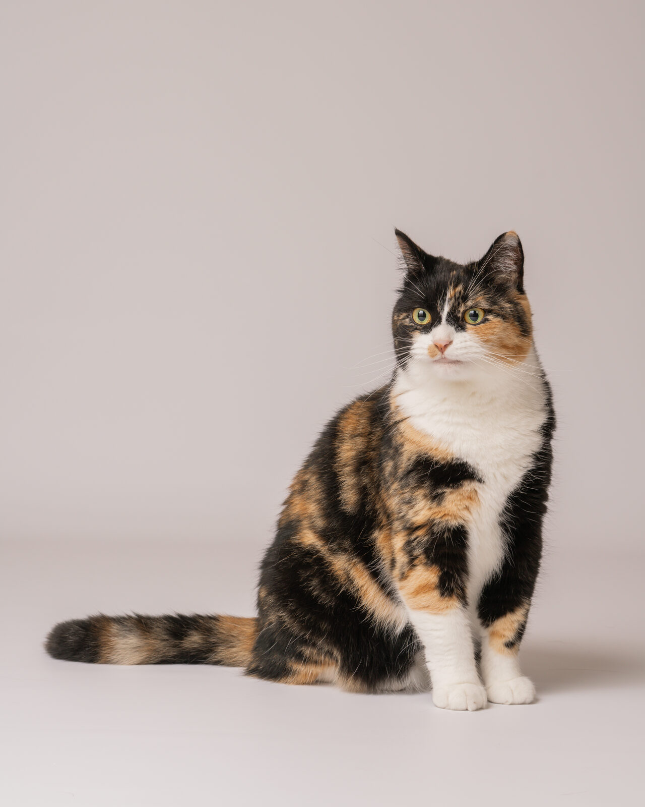 猫のスタジオ写真