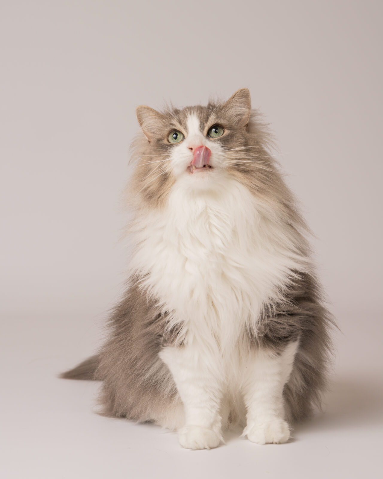 猫のスタジオ写真