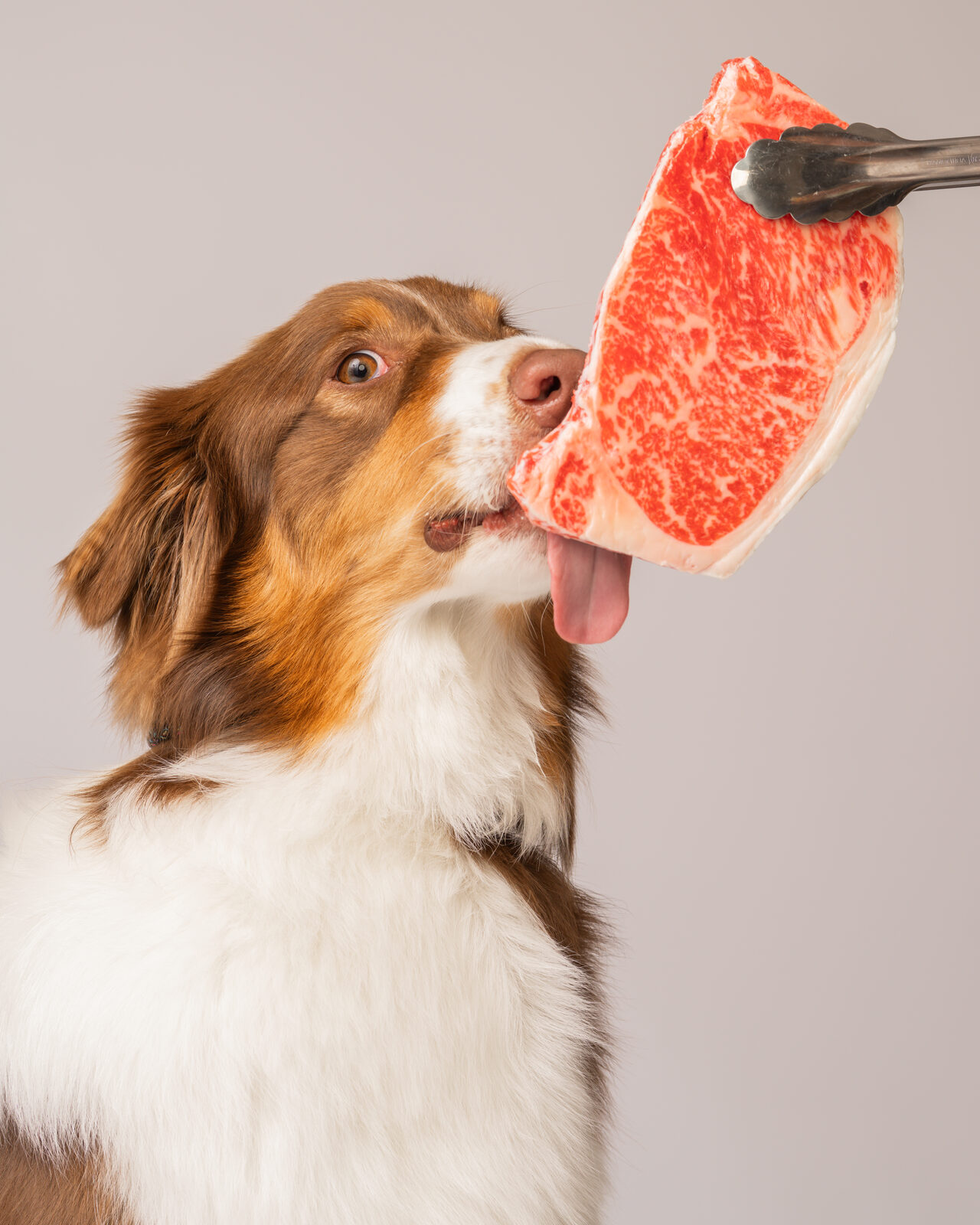 犬のスタジオ写真