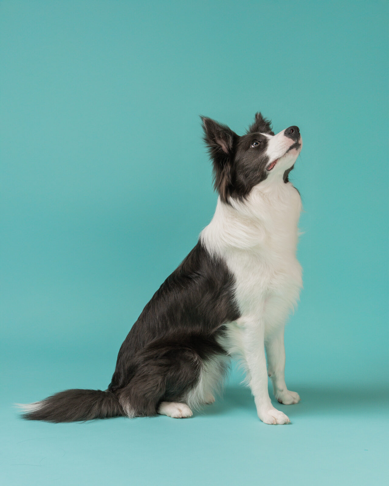 犬のスタジオ写真