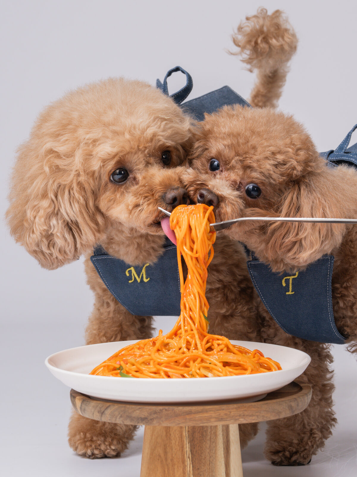 犬のスタジオ写真
