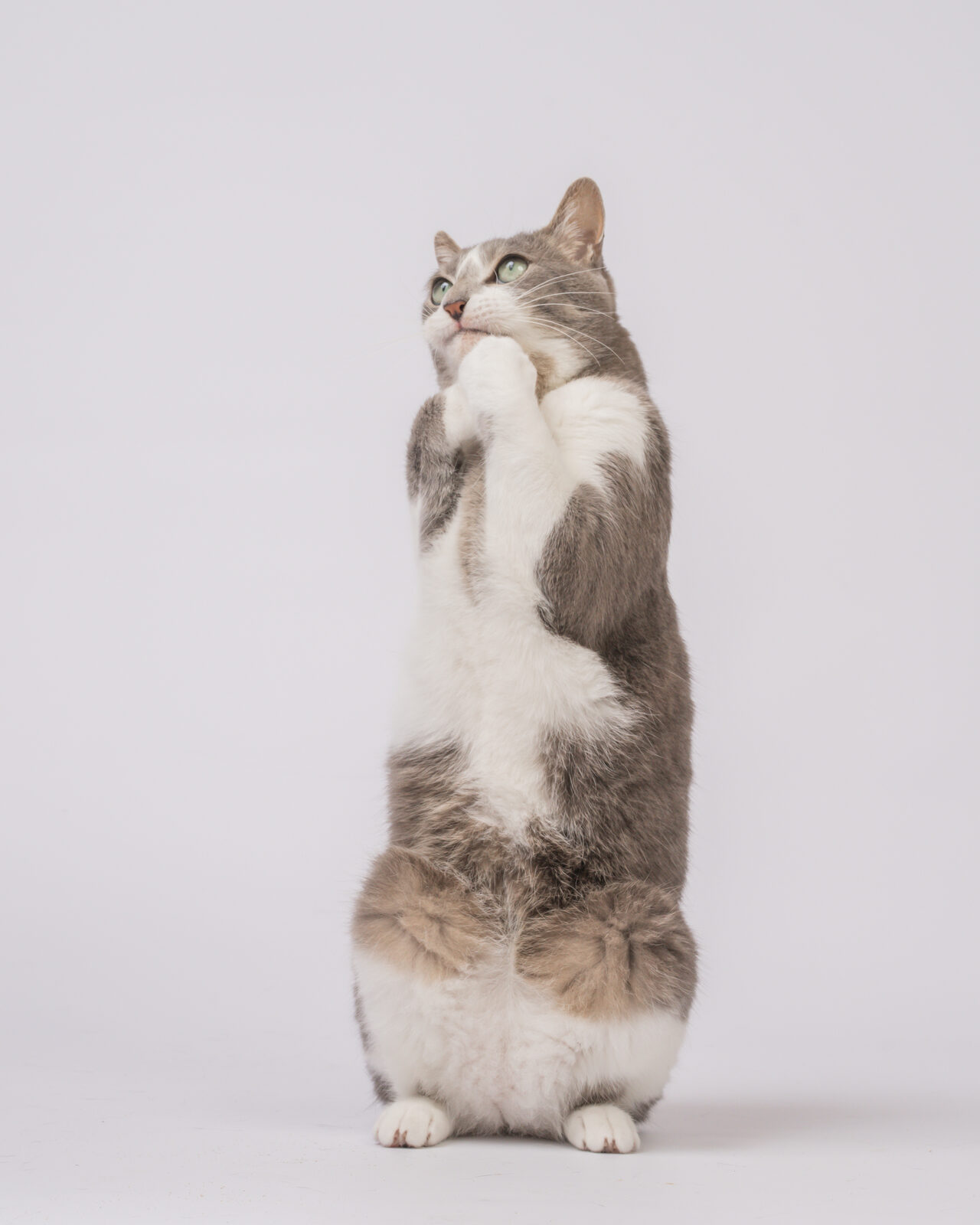 猫のスタジオ写真