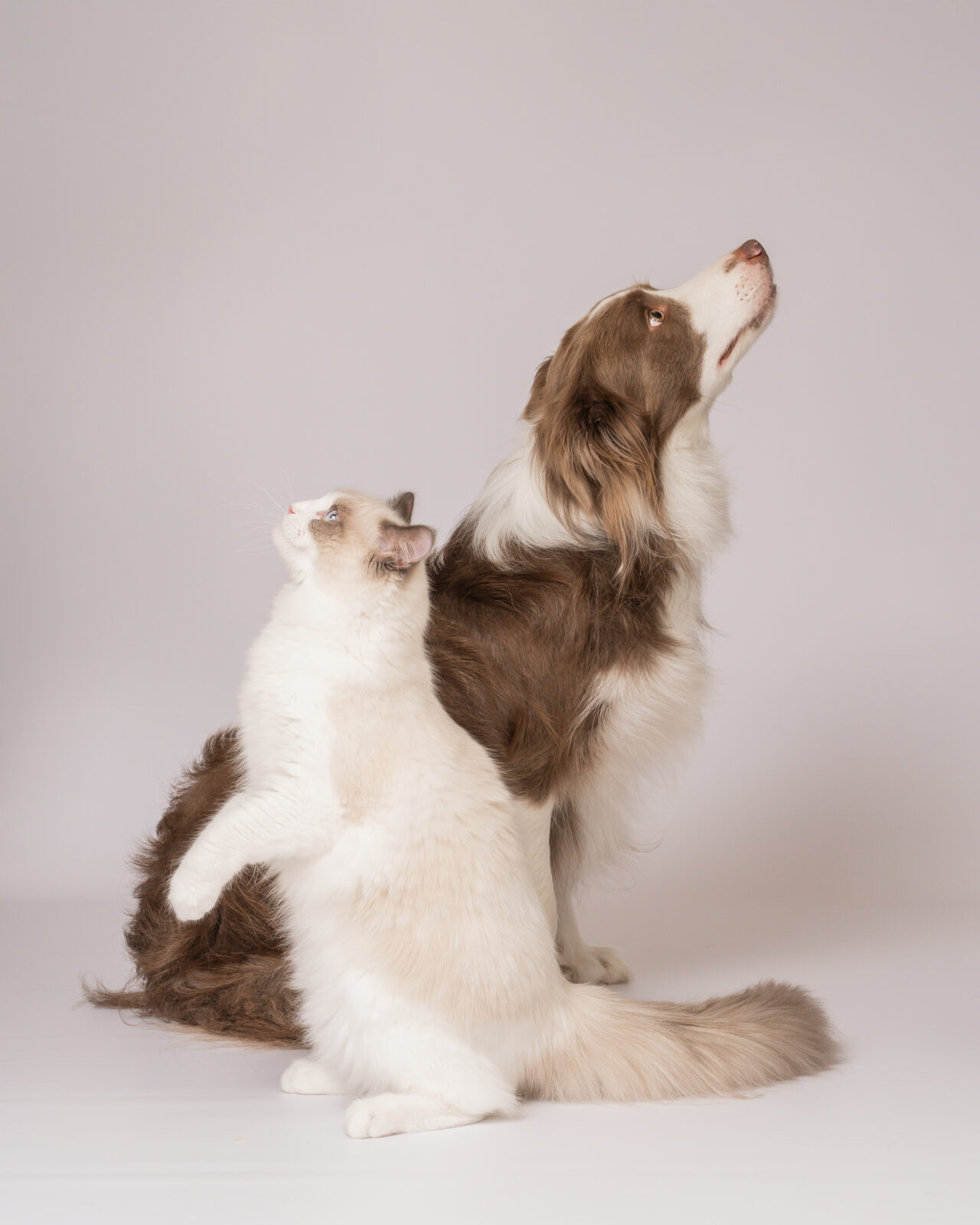 犬と猫のスタジオ写真